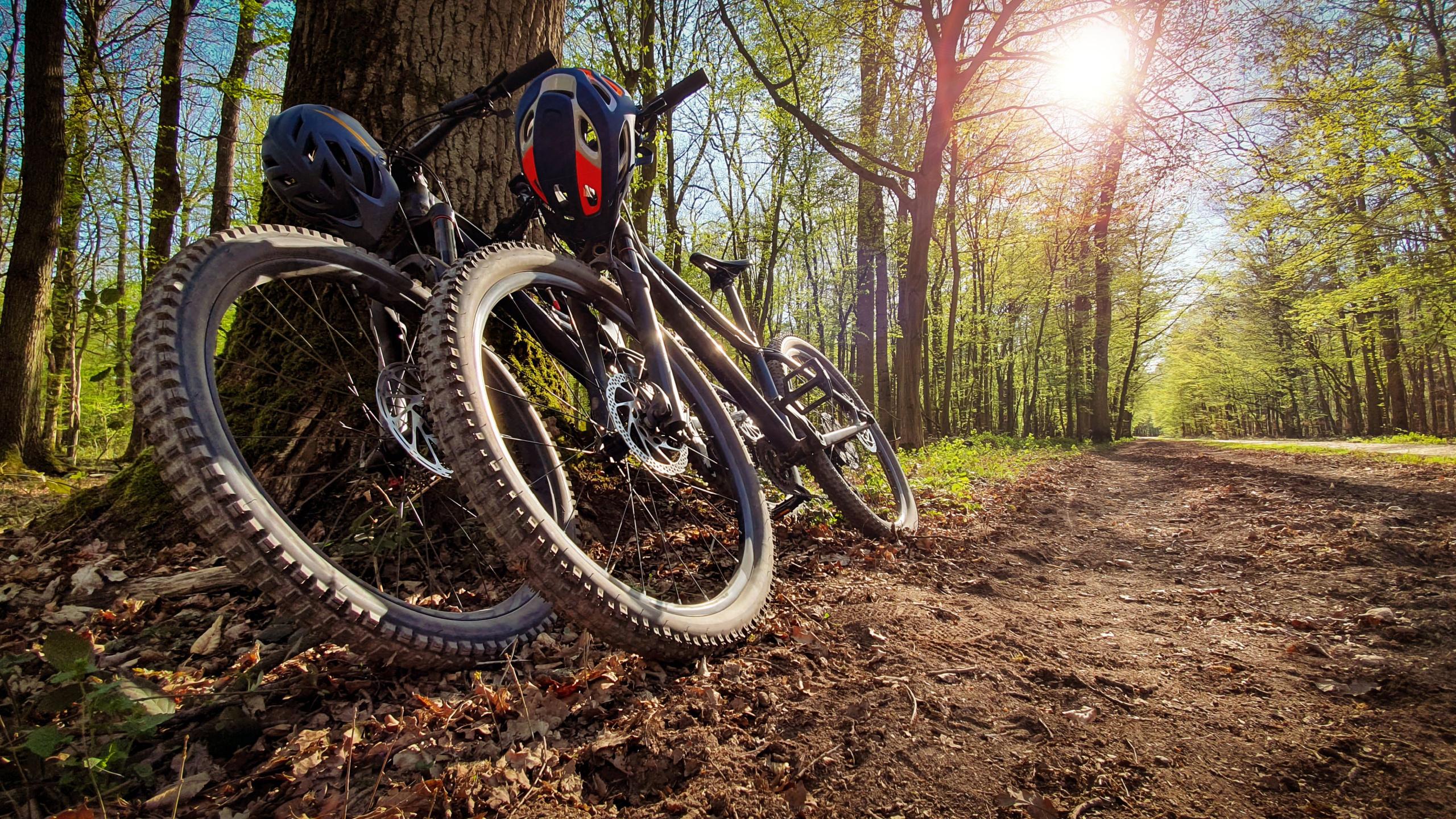 Two mountain bikes with helmets on the handlebars, leaning against a tree beside a sunlit forest trail